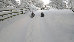 Sledging down hill